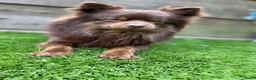 Pomeriaan honden ter dekking: Pomeriaan Dekreu - Advertentie 3