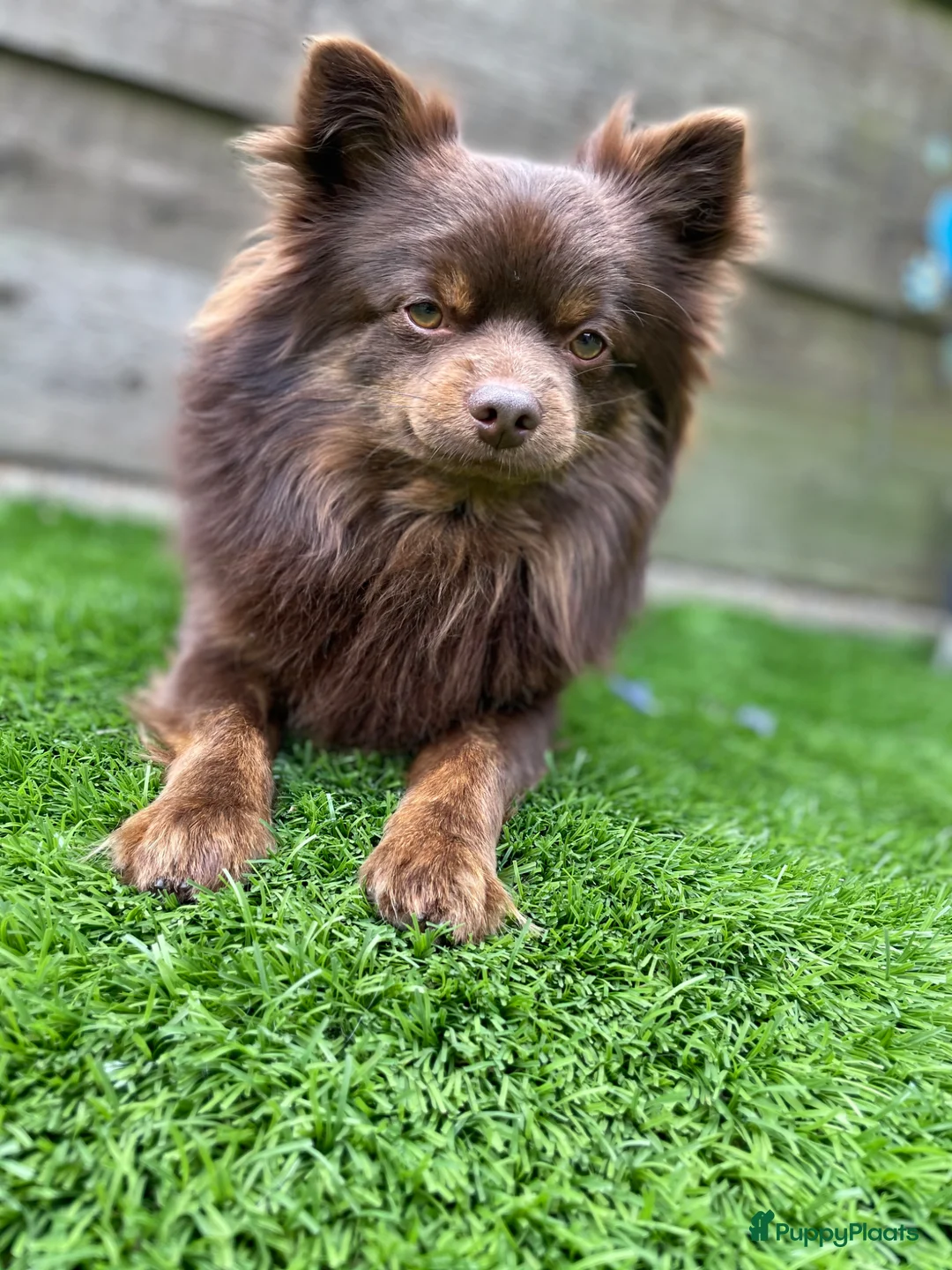 Pomeriaan honden ter dekking: Pomeriaan Dekreu - Advertentie 3