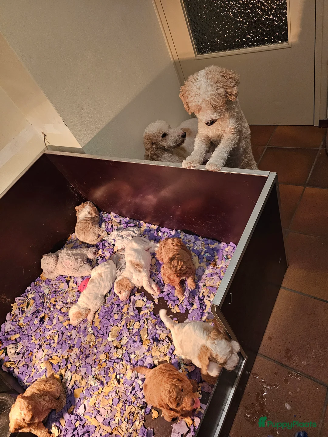 Maltipoo honden ter dekking: Maltipoo multigen dekreu  - Advertentie 10