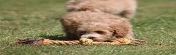 Maltipoo honden te koop: Knappe Maltipoo pups. - Advertentie 21