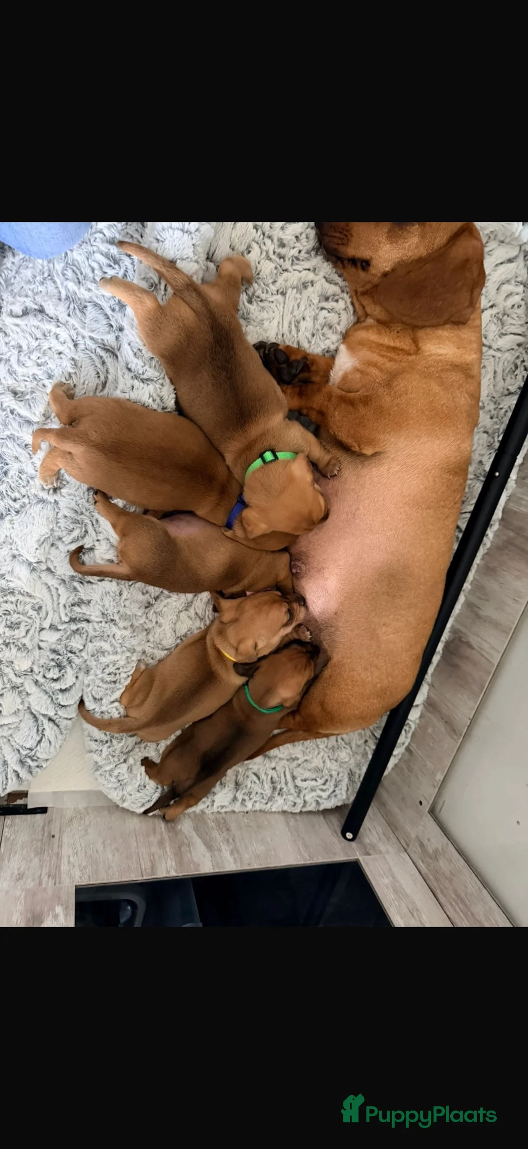 Kruising honden te koop: 1 teefje en 1 reutje 💙❤️ - Advertentie 6