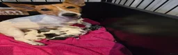 Jack Russel Terriër honden te koop: Nog 3 pups beschikbaar in Sint Jansteen - Advertentie 2