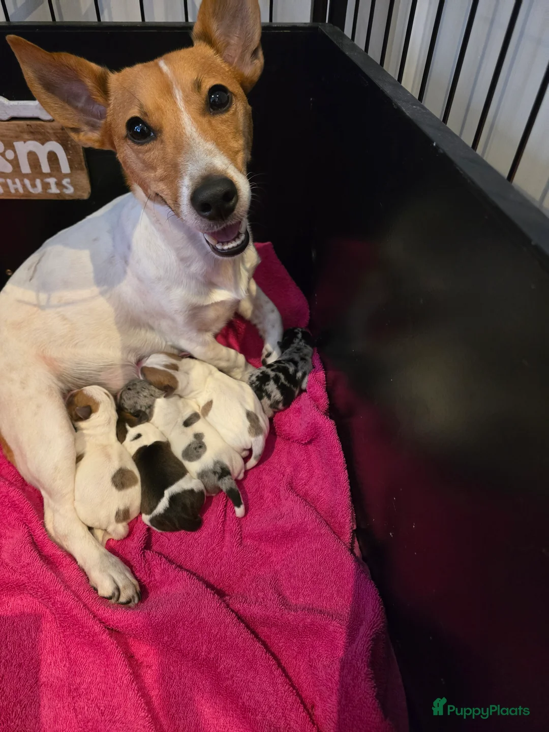 Jack Russel Terriër honden te koop: Nog 3 pups beschikbaar in Sint Jansteen - Advertentie 2