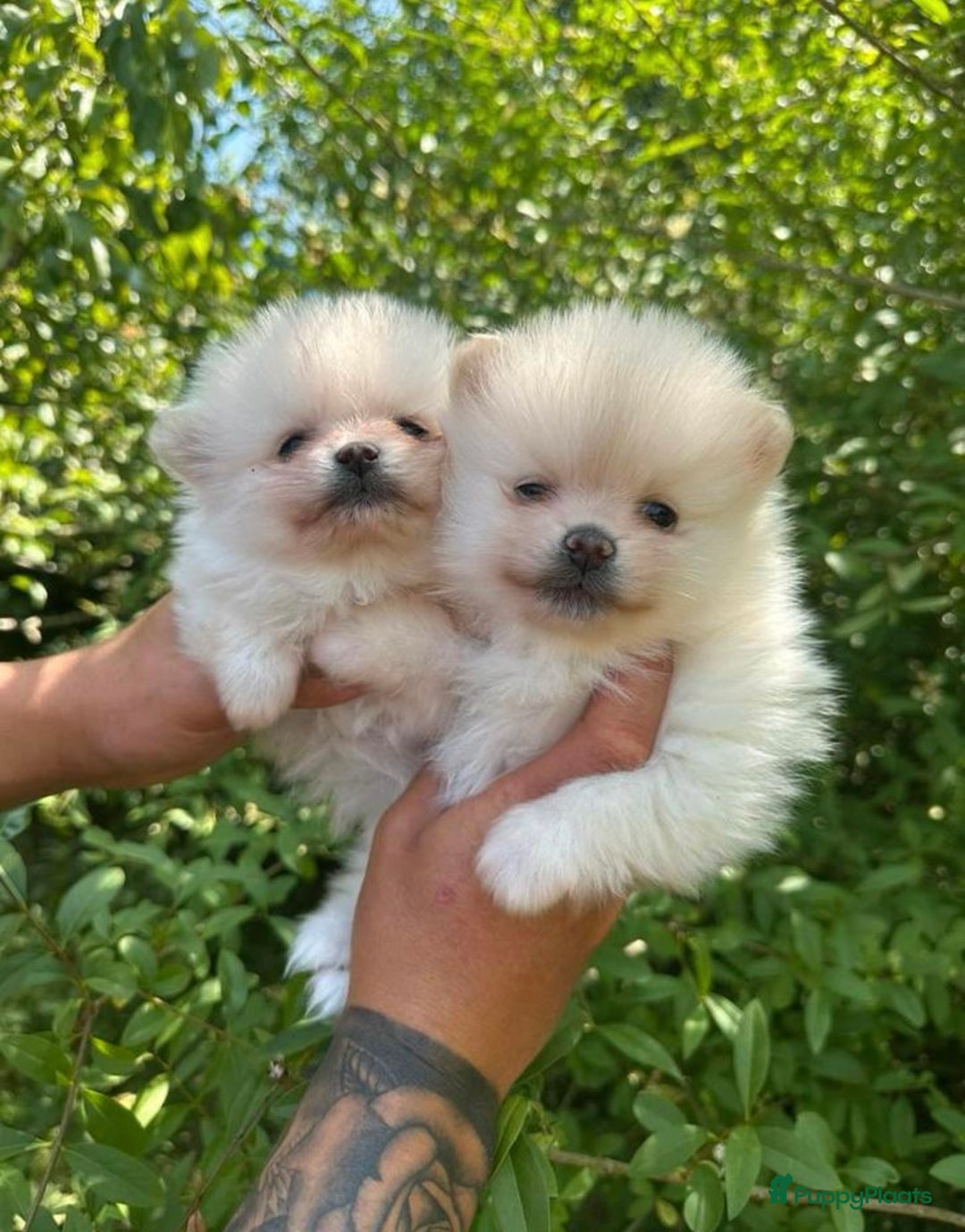 Pomeriaan honden te koop: Pomeriaan pups  - Afbeelding 1
