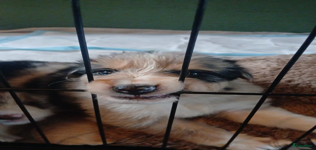 Galerij afbeelding {{count}}