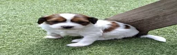 Kooikerhondje honden te koop: Tekoop raszuivere kooiker pups in Oosterwolde - Advertentie 6