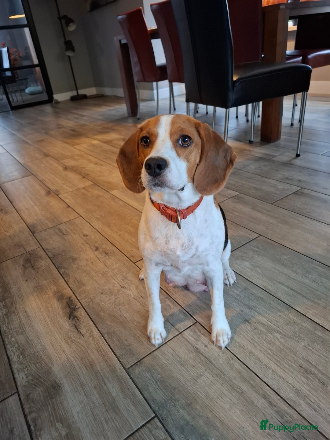 Beagle honden te koop: Beagle puppies - Advertentie 7