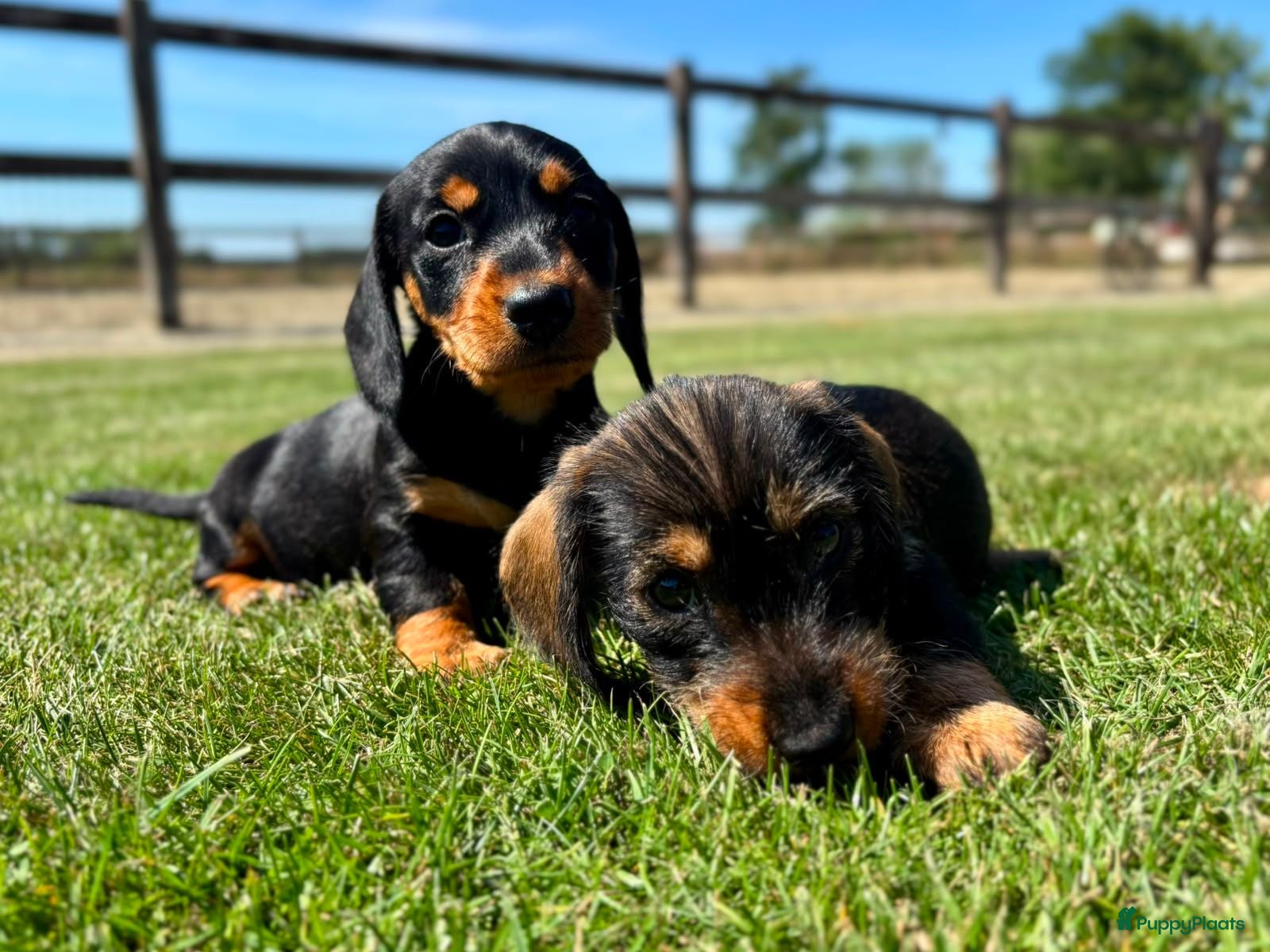 Ruwhaar Teckel honden Kaninchen Dwergteckel Ruwhaar met stamboom - Advertentie 1