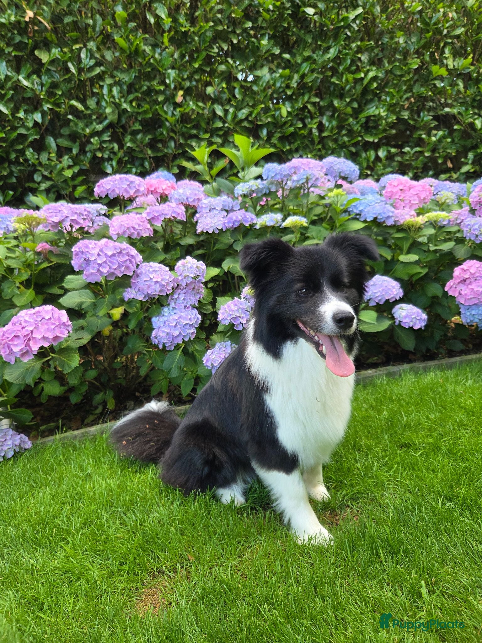 Border Collie honden Showline Border Collie Fenna - Advertentie 23