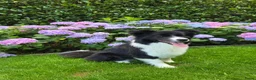 Border Collie honden ter dekking: Showline Border Collie Fenna - Advertentie 1