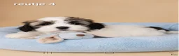 Boomer honden te koop: Super mooie boomer pups. Shih tzu  - Advertentie 22