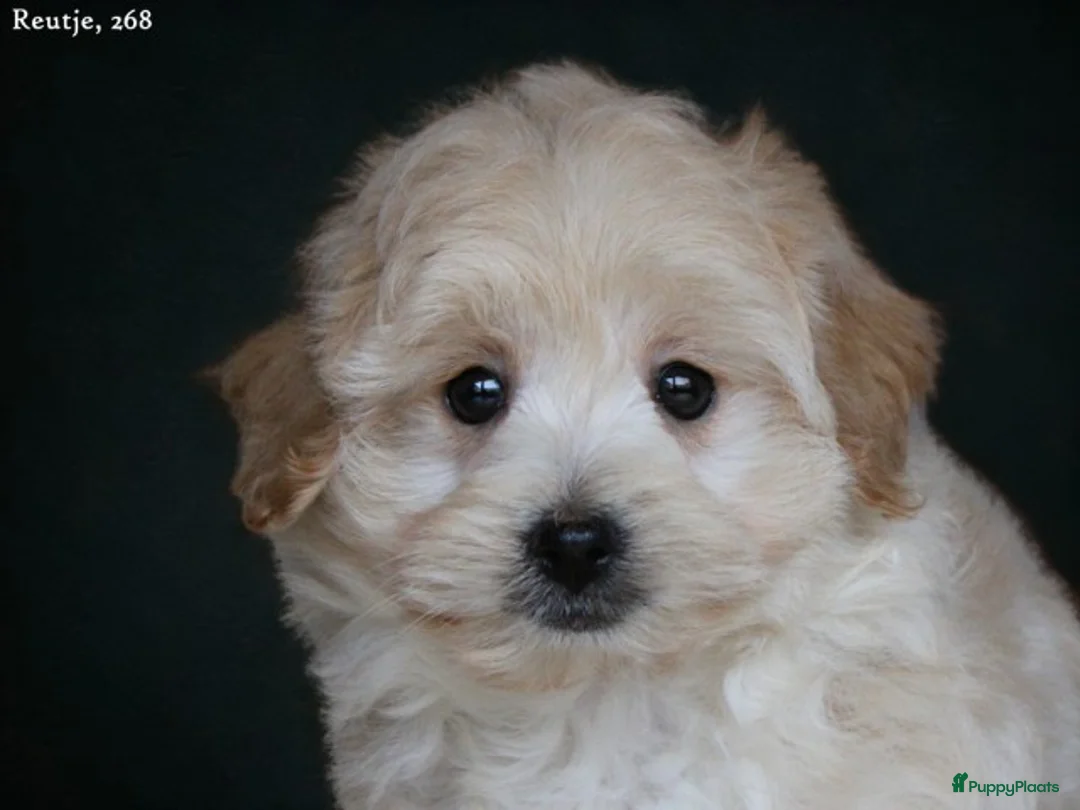 Maltipoo honden te koop: Leuke Maltipoo pups. - Advertentie 2