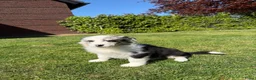 Kruising honden te koop: Australian Shepherd x Border Collie pups - Advertentie 11