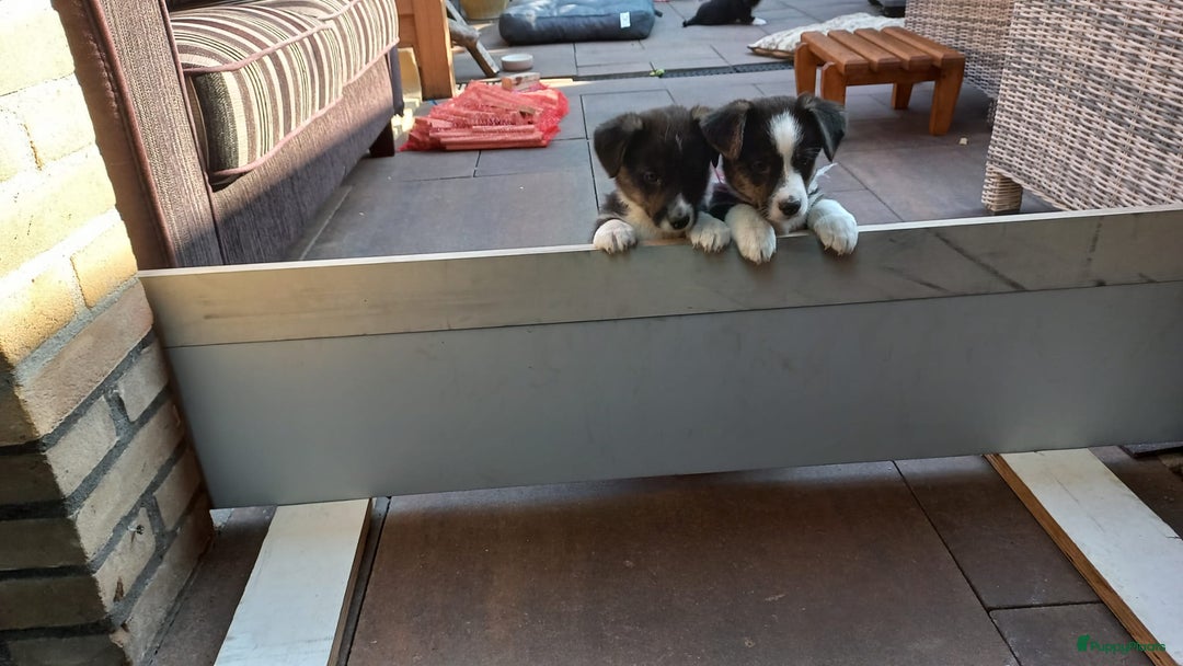 Welsh Corgi Cardigan honden te koop: 2 Welsh Corgi Cardigan pups te koop! in Barneveld - Afbeelding 4