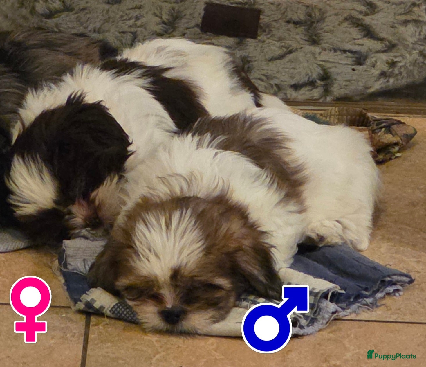 Shih Tzu honden Shih Tzu pup reu 3 kleur,teefje merle + bruin wit - Advertentie 1