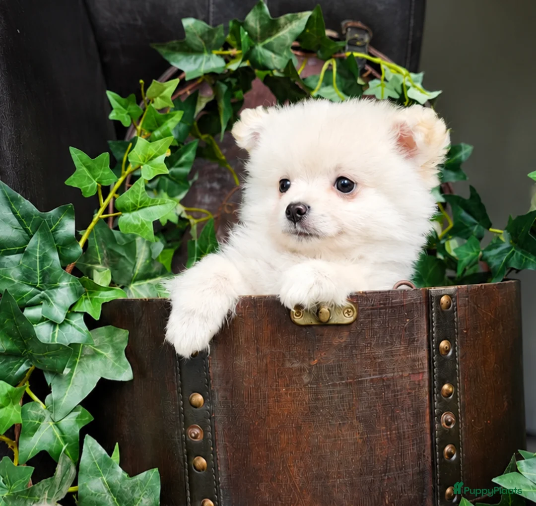 Kruising honden te koop: Poshi Pomeriaan x Sheltie (Shetland sheepdog) - Advertentie 2