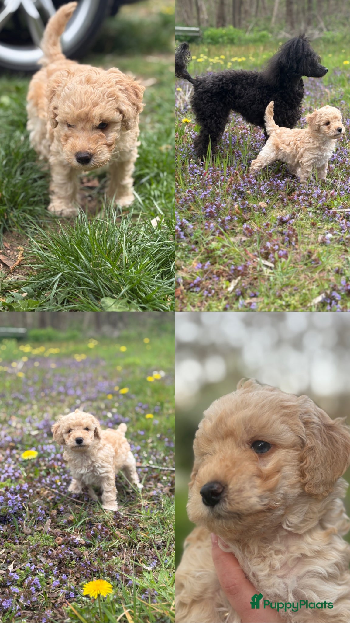 Dwergpoedel honden Dwergpoedel pups - Advertentie 1