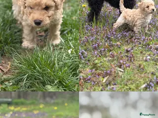 Dwergpoedel honden Dwergpoedel pups - Advertentie 2