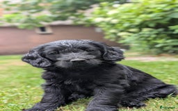 Goldendoodle honden te koop: Golden doodle pups te koop - Afbeelding 9