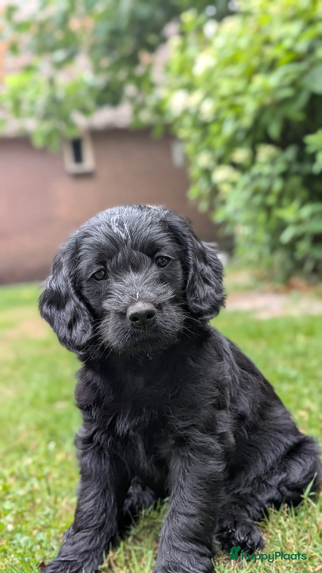 Goldendoodle honden te koop: Golden doodle pups te koop - Afbeelding 9