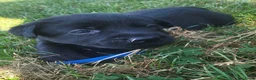 Labrador Retriever honden te koop: Prachtig nest zwarte Labrador pups - Advertentie 14