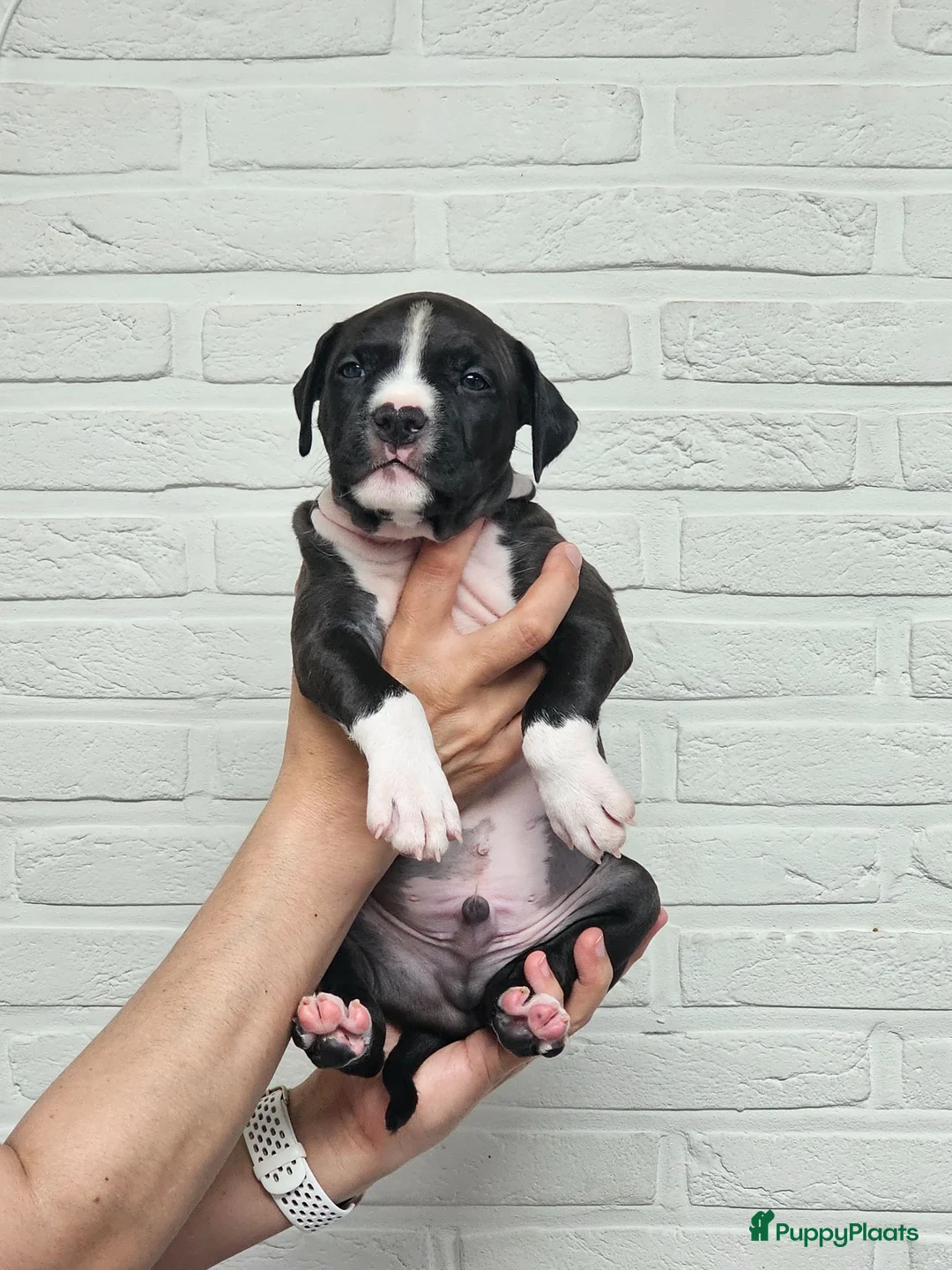 American Staffordshire Terriër honden te koop: Prachtige nestje amstaff pups - Advertentie 40