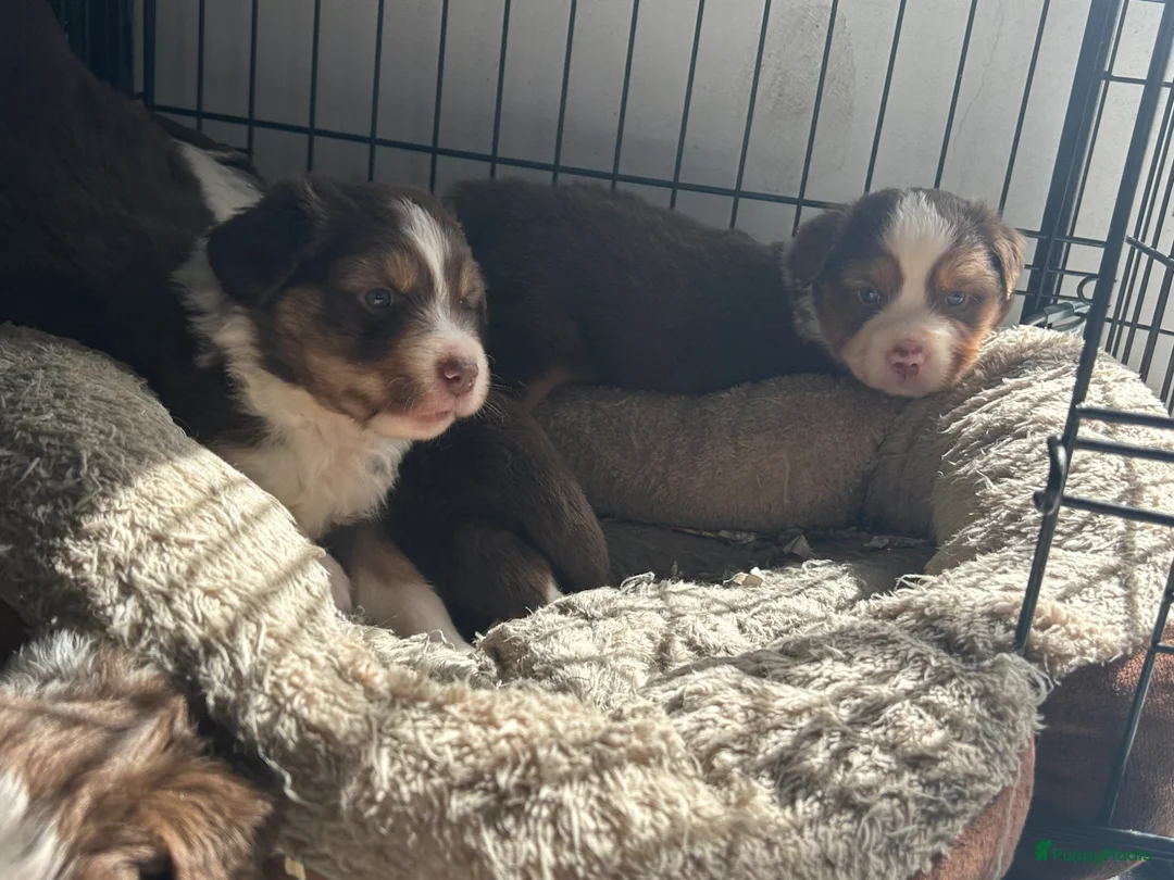 Australian Shepherd honden te koop: Australische herder pupjes  - Advertentie 10