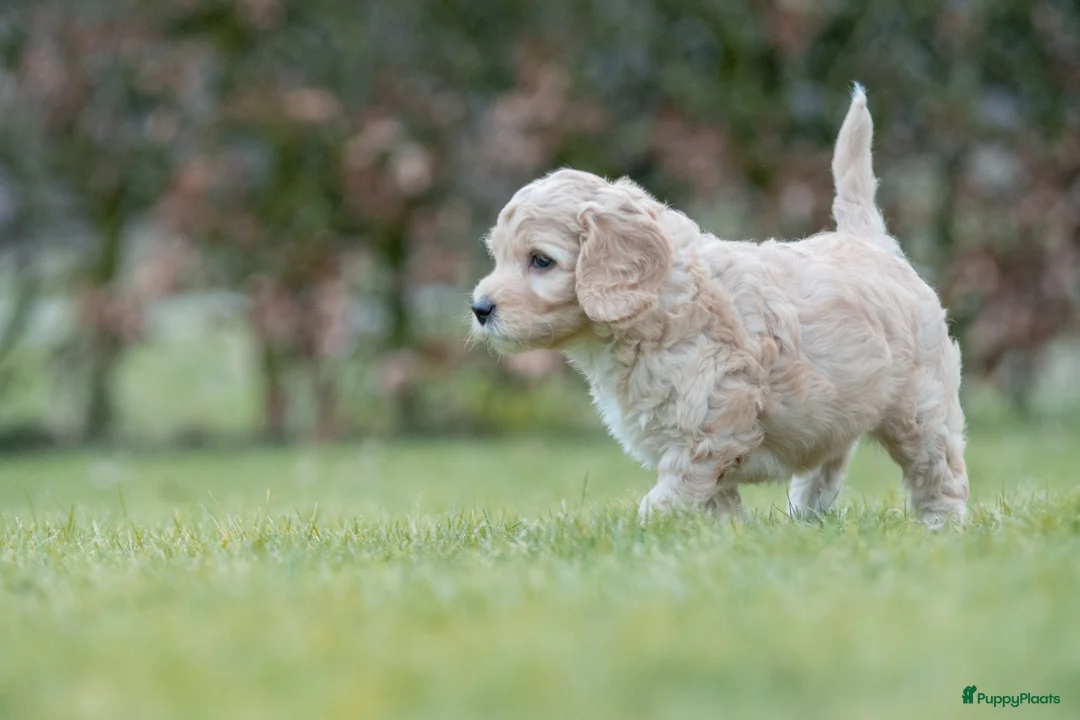 Labradoodle honden te koop: prachtige labradoodle x australian labradoodle - Advertentie 8