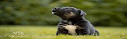 Kruising honden te koop: Huskador pupjes (labrador x Husky) - Advertentie 26