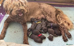 Labradoodle honden te koop: Medium choco doodles met Australian bloed - Afbeelding 7