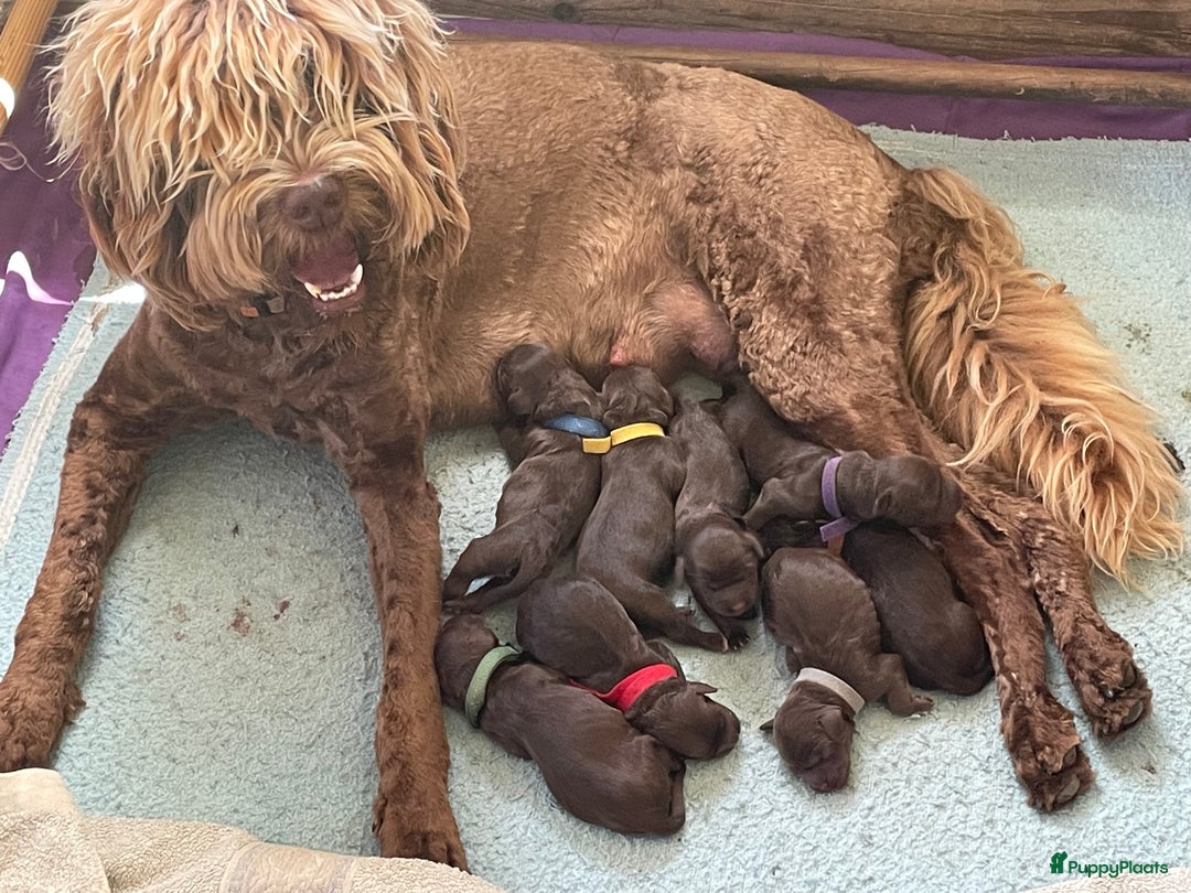 Labradoodle honden te koop: Medium choco doodles met Australian bloed - Afbeelding 7