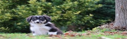 Kruising honden te koop: border collie (australische) herder - Advertentie 1