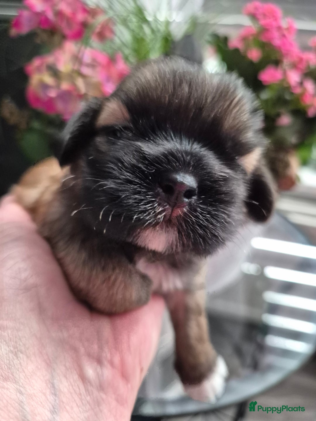 Shih Tzu honden te koop: Te koop  - Afbeelding 9