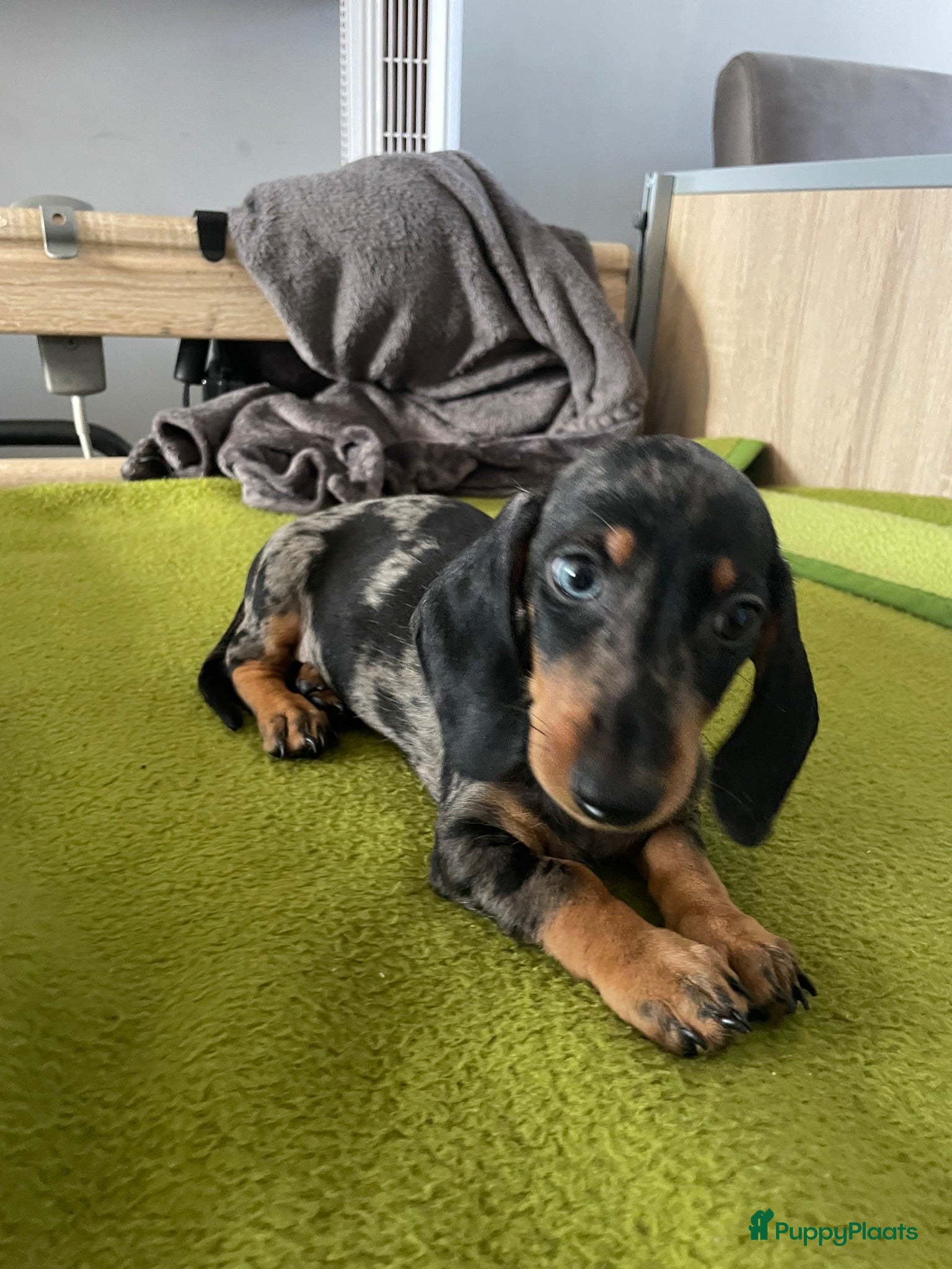 Teckel (korthaar)  honden te koop: Te koop nog 1 reutje kanichen  teckel  - Advertentie 1