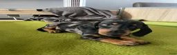Teckel (korthaar)  honden te koop: Te koop nog 1 reutje kanichen  teckel  - Advertentie 1