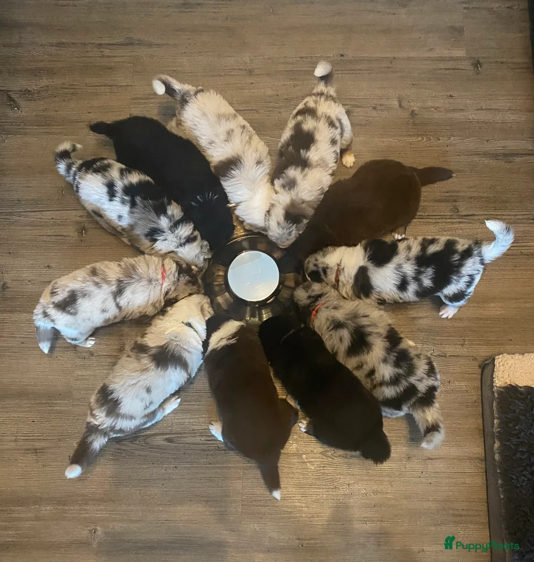 Australian Shepherd honden te koop: Pups verwacht 18 maart Australische herders  - Advertentie 4