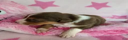 Australian Shepherd honden te koop: Australian Shepherd met FCI Stamboom - Advertentie 5
