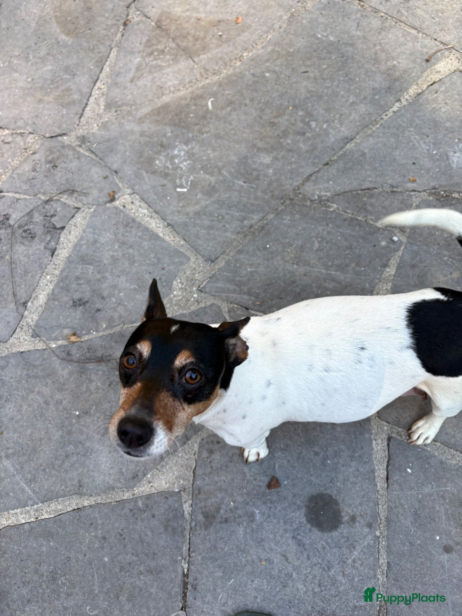 Jack Russel Terriër honden te koop: Lieve Jack Russel pups zoekenalvast een warm nest  - Advertentie 1