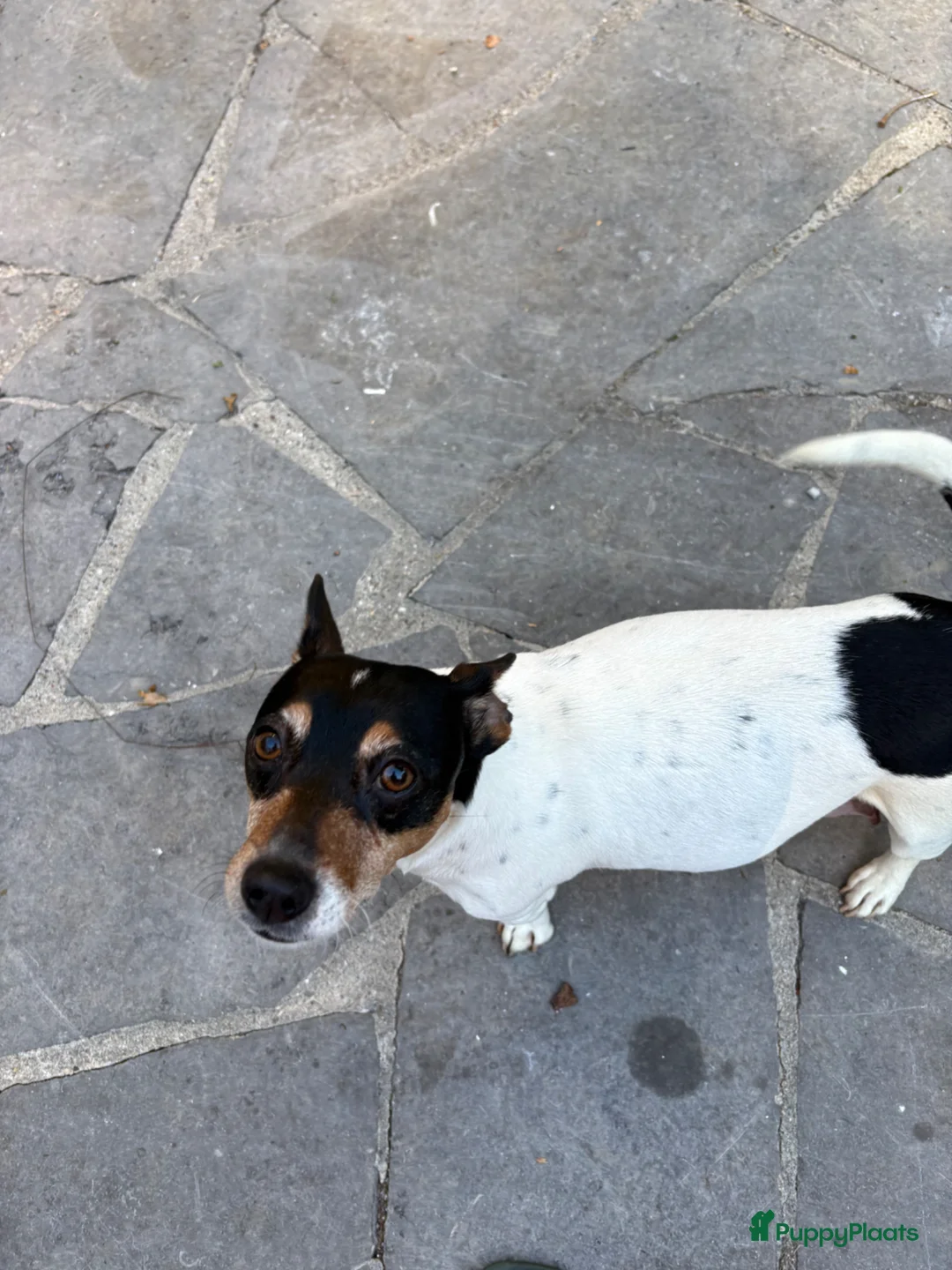 Jack Russel Terriër honden te koop: Lieve Jack Russel pups zoekenalvast een warm nest  - Advertentie 1