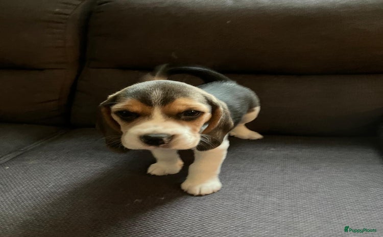Beagle honden - Advertentie 7