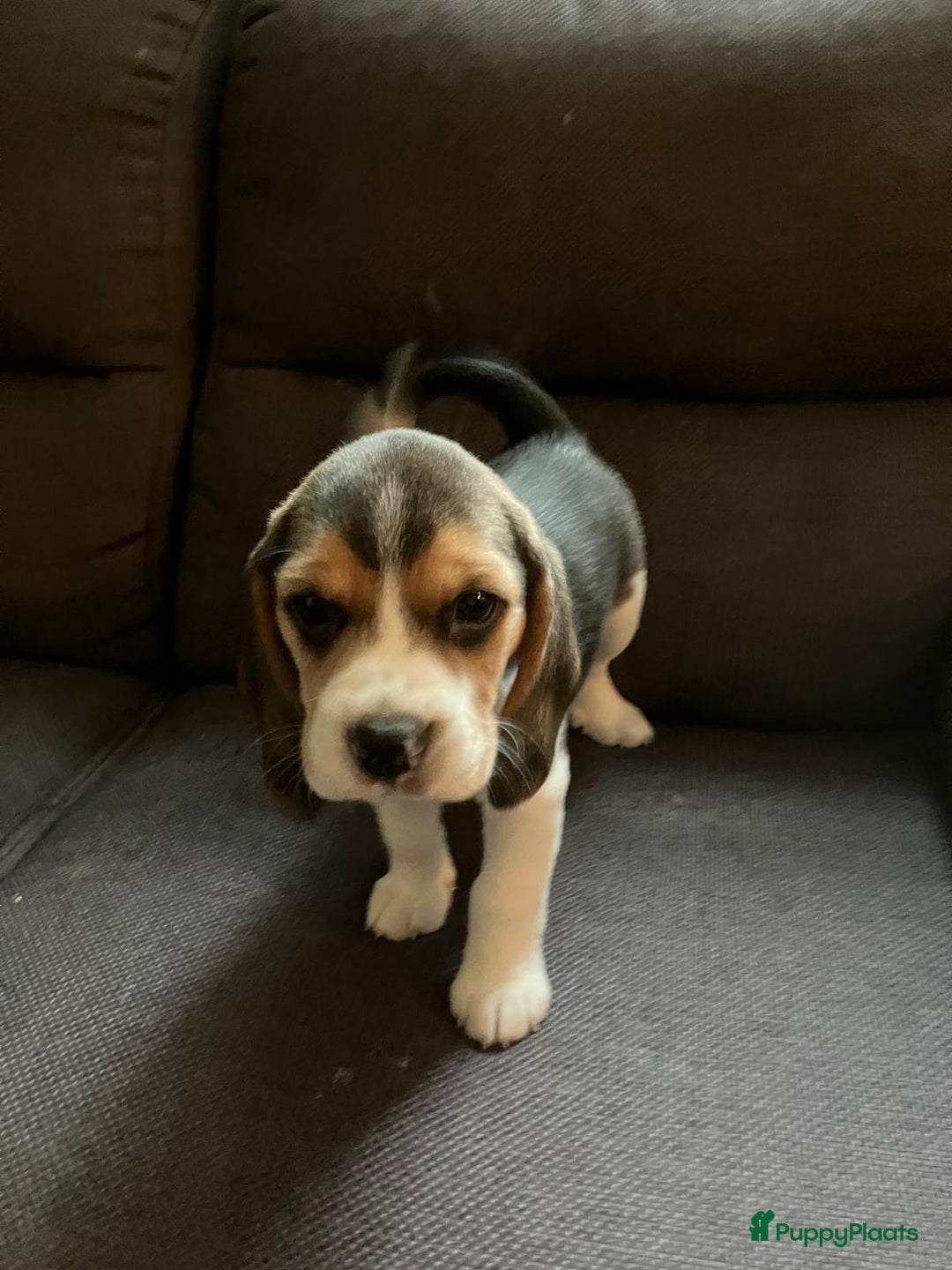 Beagle honden te koop: Beagle pups - Advertentie 2