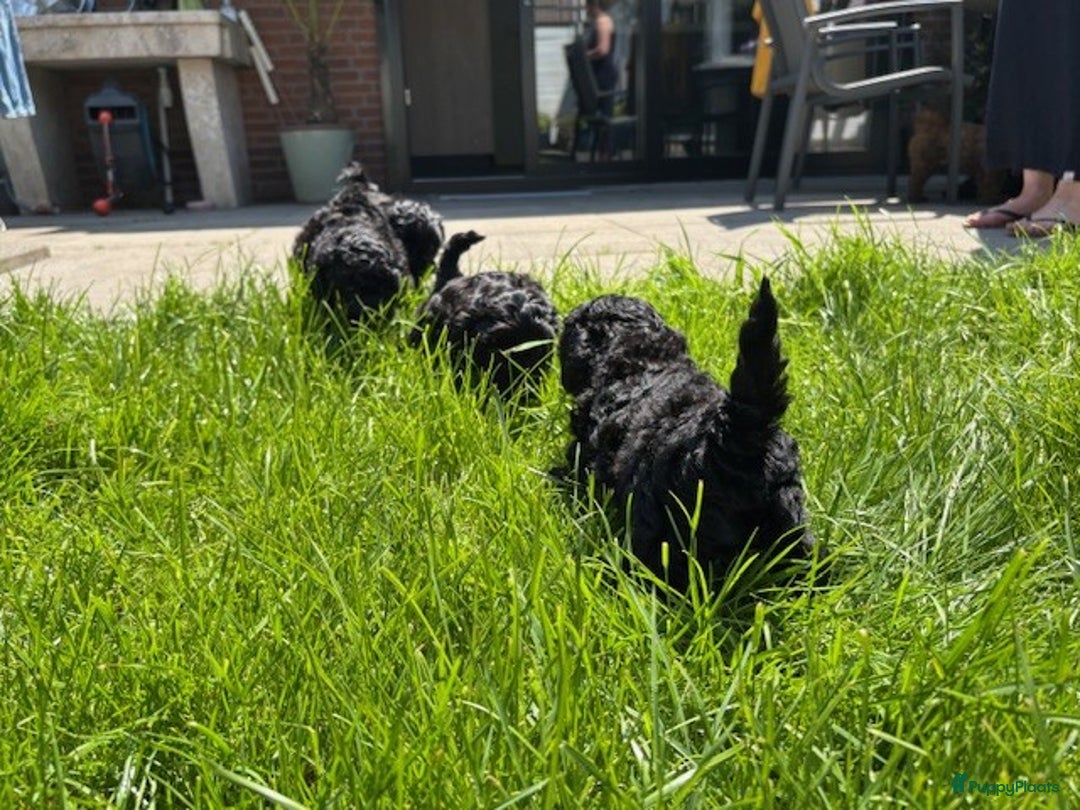 Shihpoo honden te koop: Shihpoo pups - Afbeelding 1