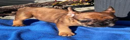 Franse Bulldog honden te koop: Prachtige Franse bulldog pups  - Advertentie 7