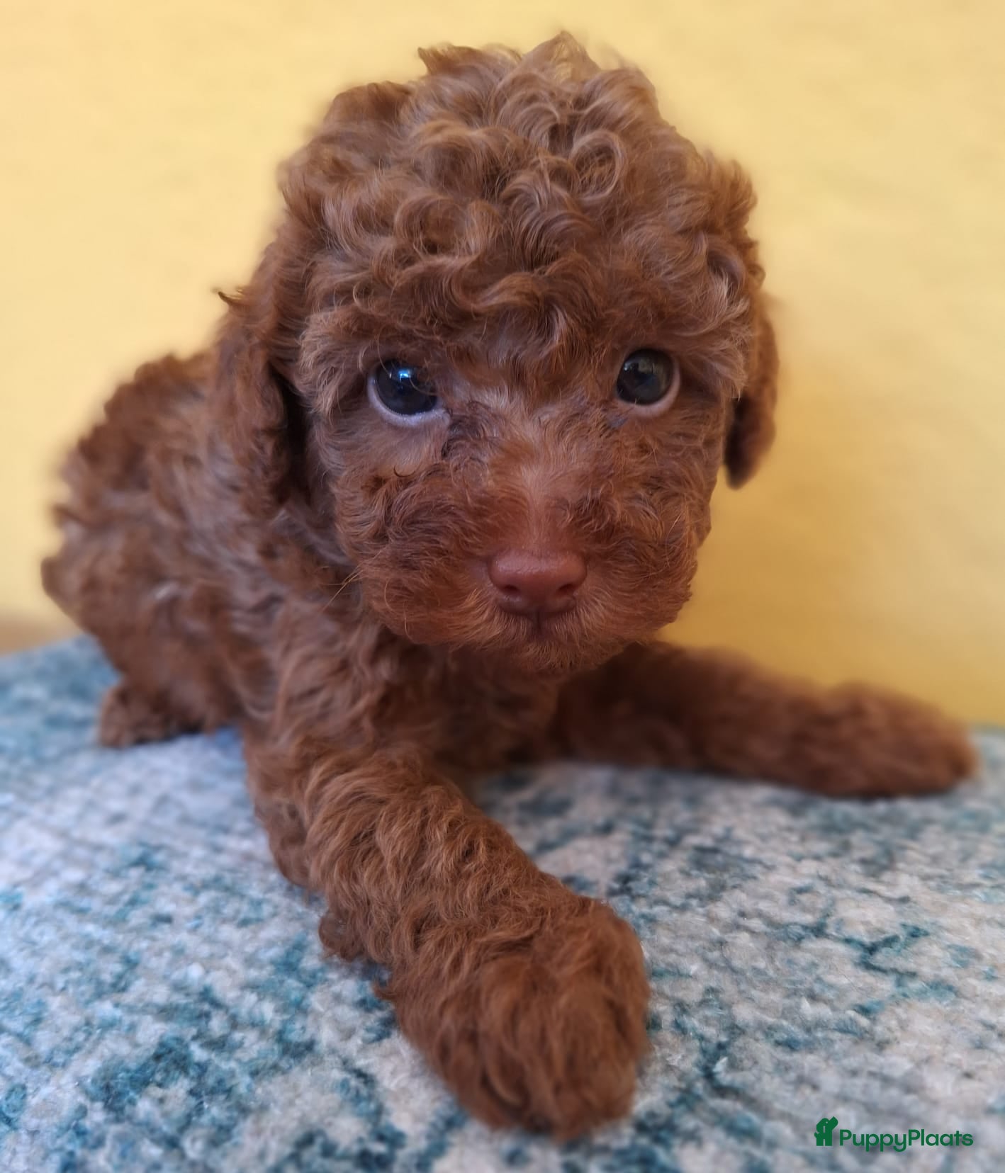 Poedel Toy honden Miniatuur Red/Abricot Toypoedel Beertje - Advertentie 1