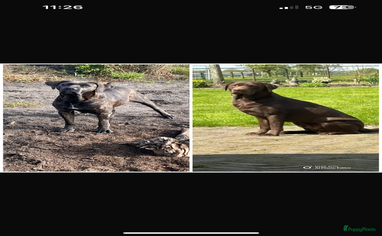 Kruising honden - Advertentie 1