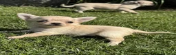 Chihuahua honden te koop: Kleine Chihuahua pups - Advertentie 2