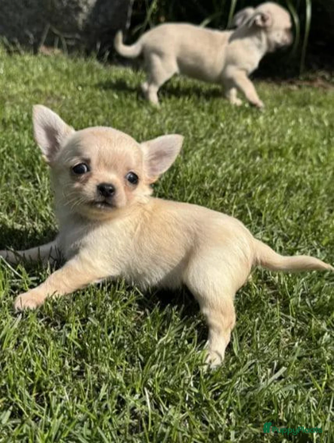 Chihuahua honden te koop: Kleine Chihuahua pups - Advertentie 2
