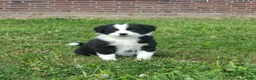 Kruising honden te koop: Shepherd puppy's  - Advertentie 15