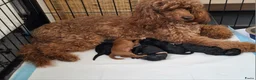 Poedel honden te koop: Poedel/Middenslag pups - Advertentie 7