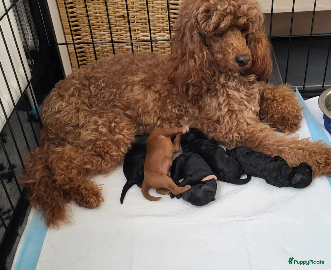 Poedel honden te koop: Poedel/Middenslag pups - Advertentie 7